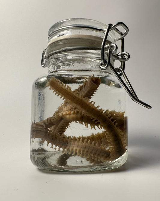 Sand Worm - Wet Specimen