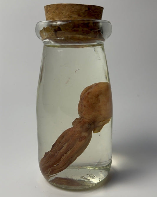 Small Octopus - Wet Specimen