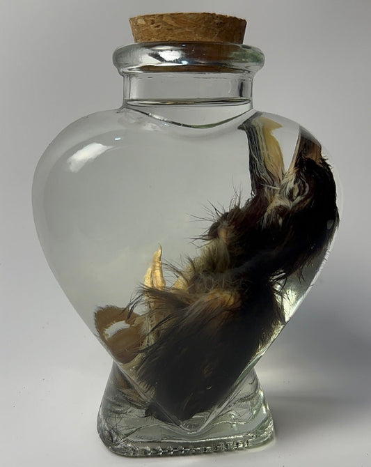 Baby Chick - Wet Specimen