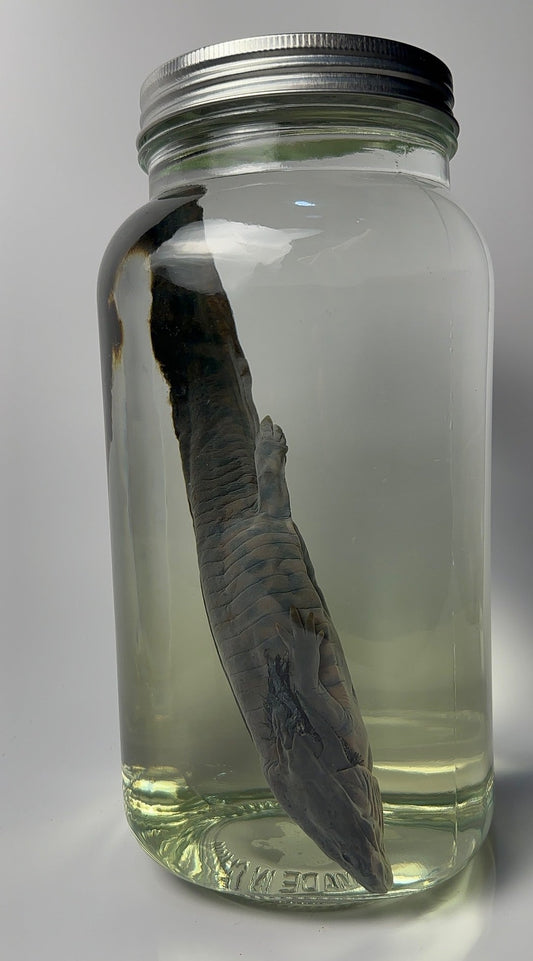 Salamander - Wet Specimen