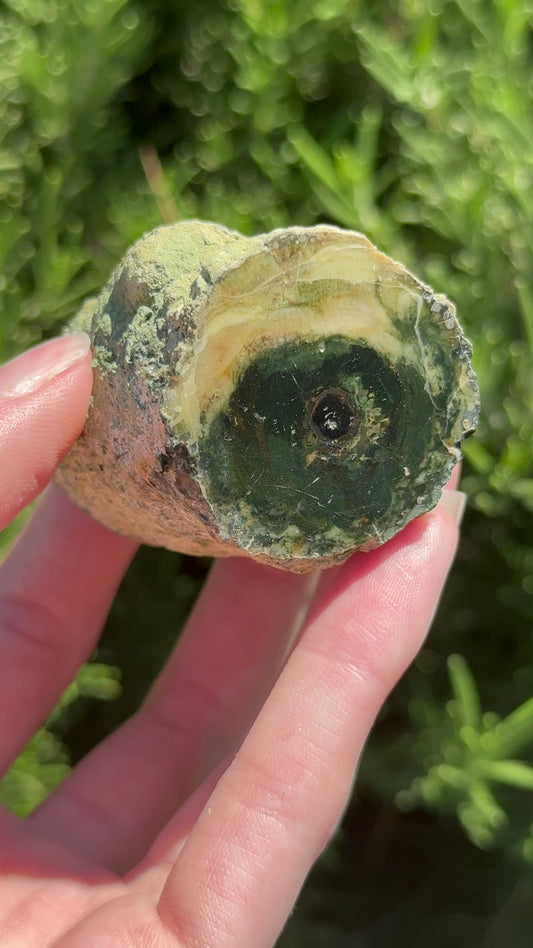 Green Petrified Wood - Small