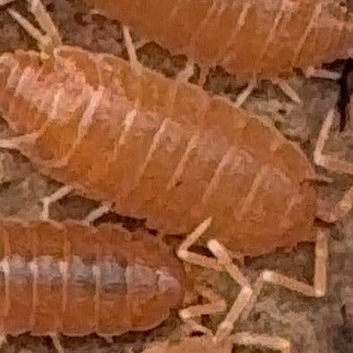 Powder Orange Isopods - 15 ct